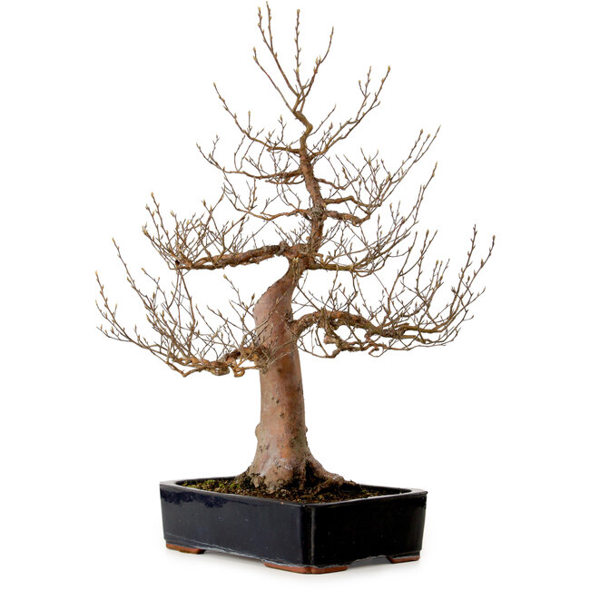 Stewartia monadelpha, 78 cm, ± 25 Jahre alt, mit einem Nebari von 24 cm