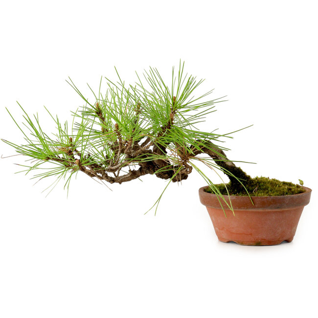 Pinus densiflora, 11 cm, ± 15 años de edad