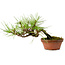 Pinus densiflora, 11 cm, ± 15 years old