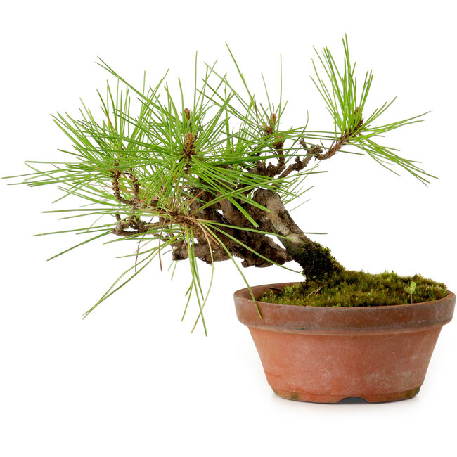 Pinus densiflora, 11 cm, ± 15 Jahre alt