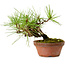Pinus densiflora, 11 cm, ± 15 Jahre alt