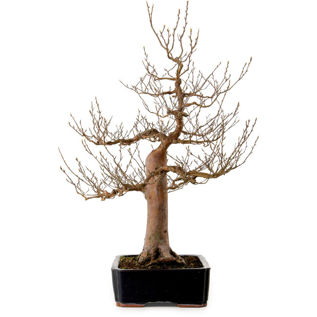 Stewartia monadelpha, 78 cm, ± 25 años de edad, con un nebari de 24 cm.