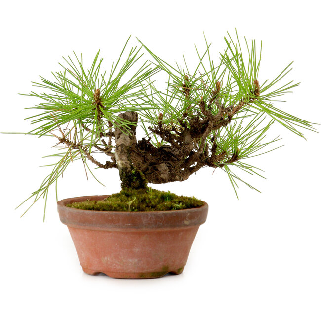 Pinus densiflora, 11 cm, ± 15 años de edad