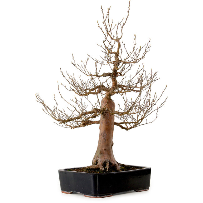 Stewartia monadelpha, 78 cm, ± 25 years old, with a nebari of 24 cm