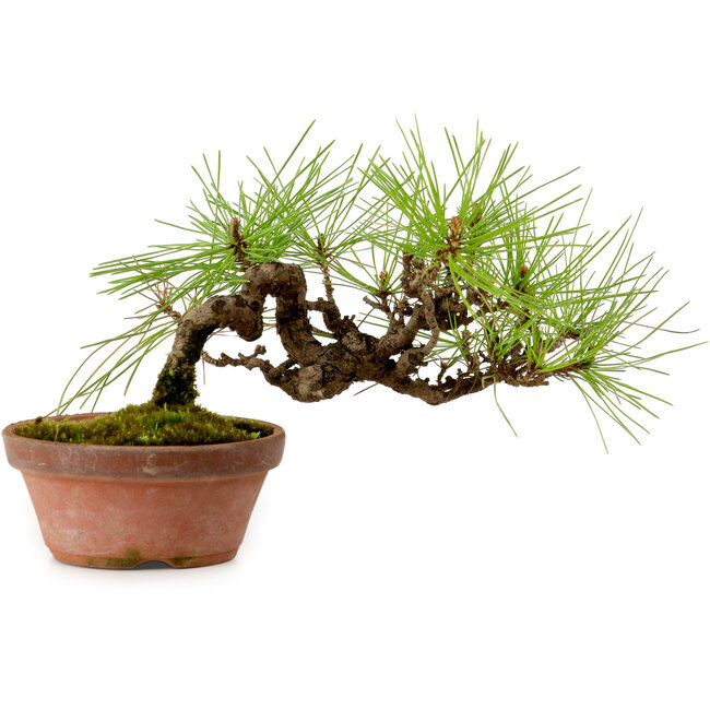 Pinus densiflora, 11 cm, ± 15 years old