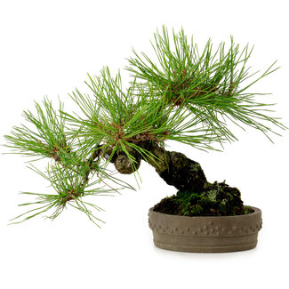 Pinus densiflora, 18 cm, ± 15 anni