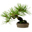 Pinus densiflora, 18 cm, ± 15 jaar oud