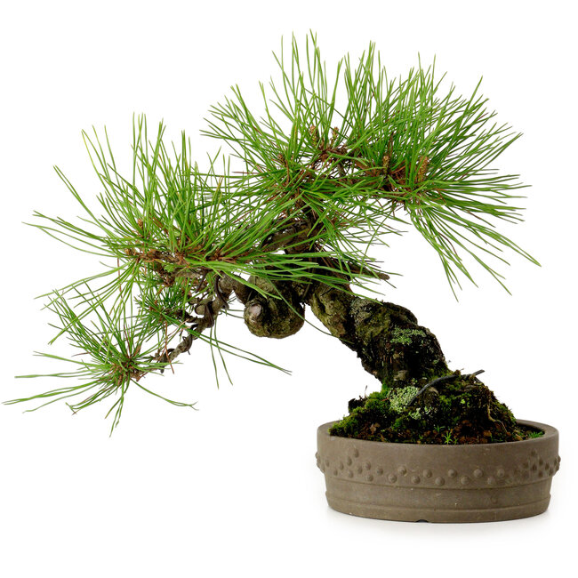 Pinus densiflora, 18 cm, ± 15 jaar oud
