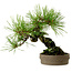 Pinus densiflora, 18 cm, ± 15 anni