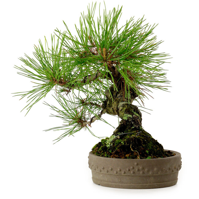 Pinus densiflora, 18 cm, ± 15 anni