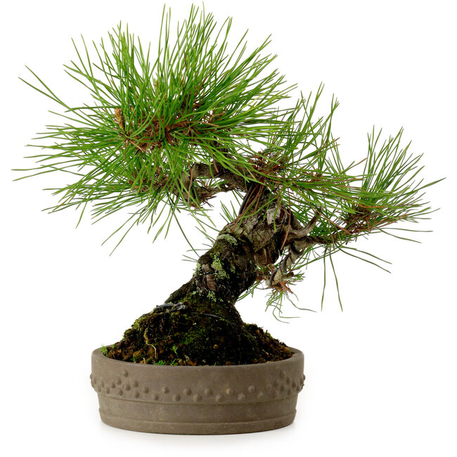 Pinus densiflora, 18 cm, ± 15 anni