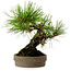 Pinus densiflora, 18 cm, ± 15 anni