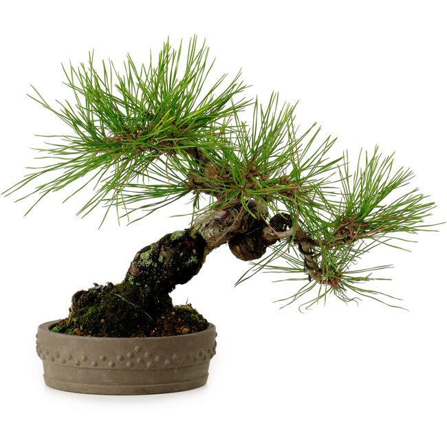 Pinus densiflora, 18 cm, ± 15 anni