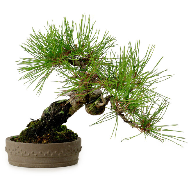 Pinus densiflora, 18 cm, ± 15 años de edad