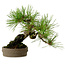Pinus densiflora, 18 cm, ± 15 jaar oud