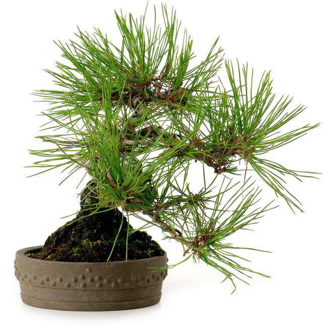 Pinus densiflora, 18 cm, ± 15 jaar oud