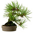 Pinus densiflora, 18 cm, ± 15 years old