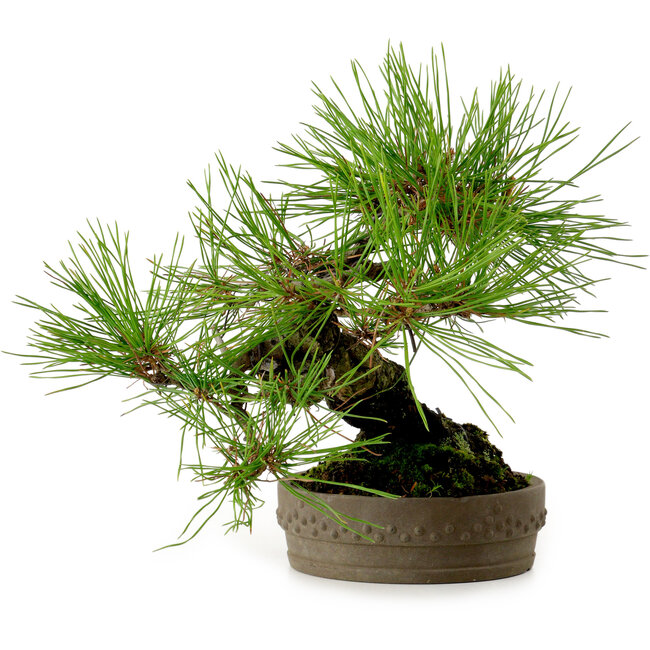 Pinus densiflora, 18 cm, ± 15 jaar oud