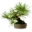 Pinus densiflora, 18 cm, ± 15 jaar oud