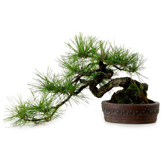 Pinus densiflora, 22 cm, ± 25 jaar oud