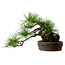 Pinus densiflora, 22 cm, ± 25 jaar oud