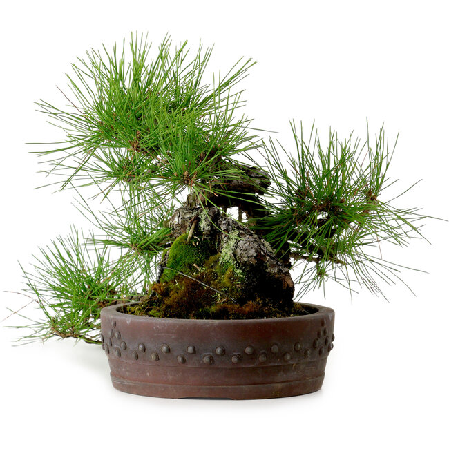 Pinus densiflora, 22 cm, ± 25 jaar oud