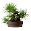 Pinus densiflora, 22 cm, ± 25 jaar oud