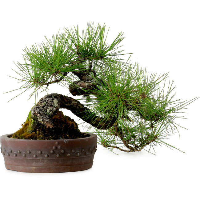 Pinus densiflora, 22 cm, ± 25 years old