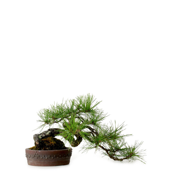 Pinus densiflora, 22 cm, ± 25 años de edad