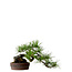 Pinus densiflora, 22 cm, ± 25 jaar oud