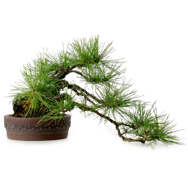Pinus densiflora, 22 cm, ± 25 años de edad