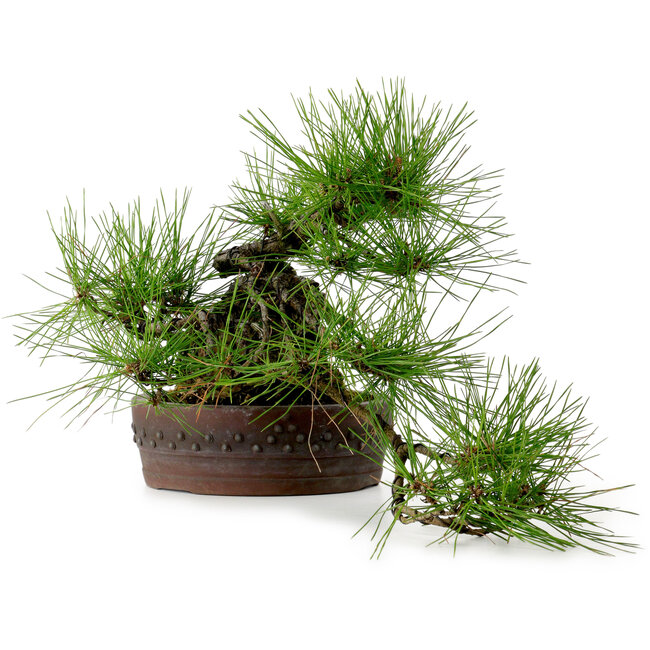Pinus densiflora, 22 cm, ± 25 years old