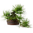 Pinus densiflora, 22 cm, ± 25 years old