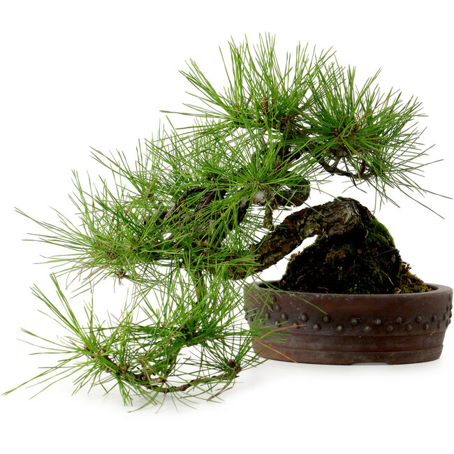 Pinus densiflora, 22 cm, ± 25 jaar oud