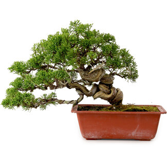 Juniperus chinensis Itoigawa, 21 cm, ± 20 ans