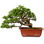 Juniperus chinensis Itoigawa, 21 cm, ± 20 ans