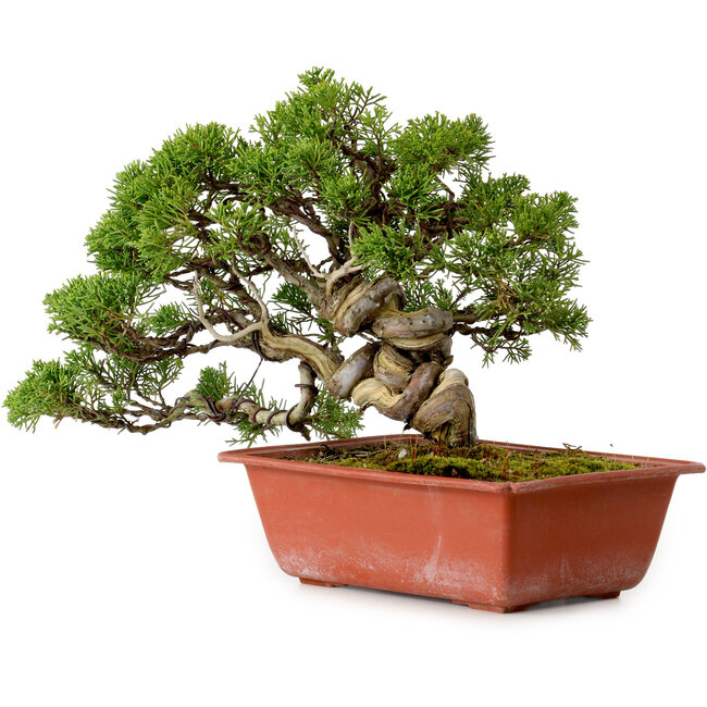 Juniperus chinensis Itoigawa, 21 cm, ± 20 jaar oud