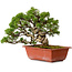 Juniperus chinensis Itoigawa, 21 cm, ± 20 jaar oud