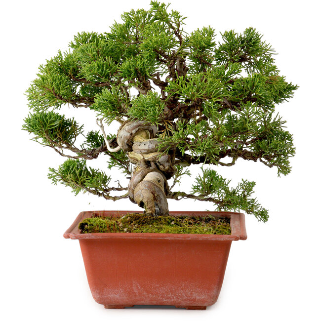 Juniperus chinensis Itoigawa, 21 cm, ± 20 jaar oud