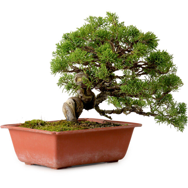 Juniperus chinensis Itoigawa, 21 cm, ± 20 years old