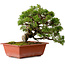 Juniperus chinensis Itoigawa, 21 cm, ± 20 años