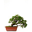 Juniperus chinensis Itoigawa, 21 cm, ± 20 years old
