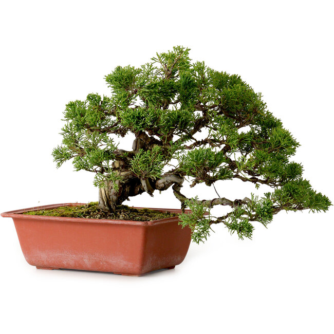 Juniperus chinensis Itoigawa, 21 cm, ± 20 years old