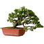 Juniperus chinensis Itoigawa, 21 cm, ± 20 anni
