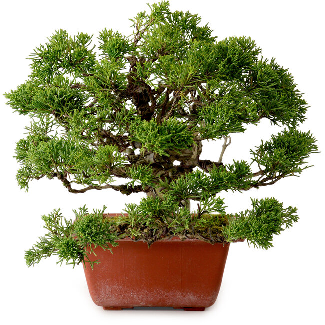 Juniperus chinensis Itoigawa, 21 cm, ± 20 ans