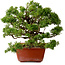 Juniperus chinensis Itoigawa, 21 cm, ± 20 years old