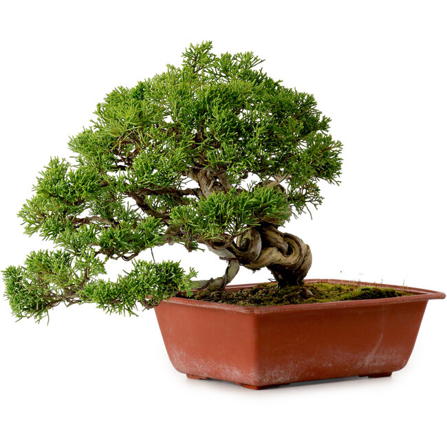 Juniperus chinensis Itoigawa, 21 cm, ± 20 anni