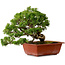 Juniperus chinensis Itoigawa, 21 cm, ± 20 anni