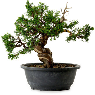 Juniperus chinensis Itoigawa, 24 cm, ± 20 years old