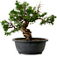 Juniperus chinensis Itoigawa, 24 cm, ± 20 años
